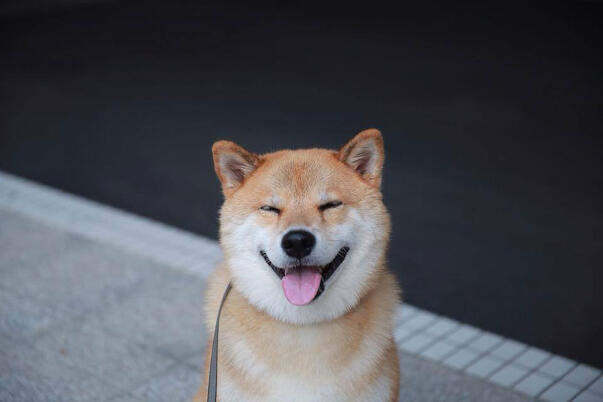 traffa-maru-den-gladaste-hunden-i-hela-japan-1